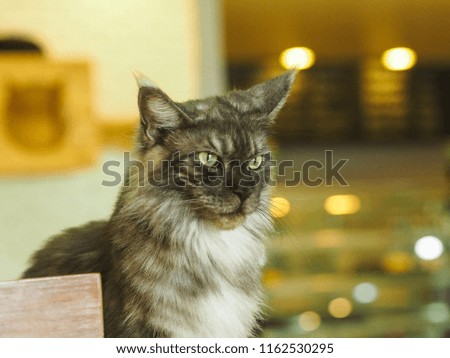 Cat looking , animal portrait