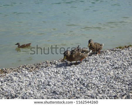 Ducks on Gardalake beach, Moniga del Garda, Italy