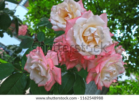 A closeup picture of a beautiful bunch of roses