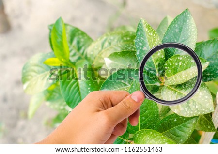 research of plants / bushes on pesticides and chemicals. treating plants from harmful insects, liquid feeding, Use hand sprayer with pesticides in the garden. pomology. magnifying glass Royalty-Free Stock Photo #1162551463