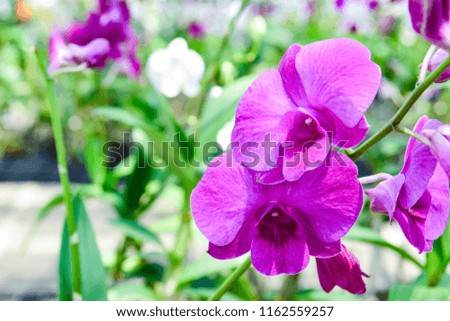 pink Phalaenopsis or Moth dendrobium Orchid flower in winter or spring day tropical garden Floral background.Selective focus.agriculture idea concept design with copy space add text.