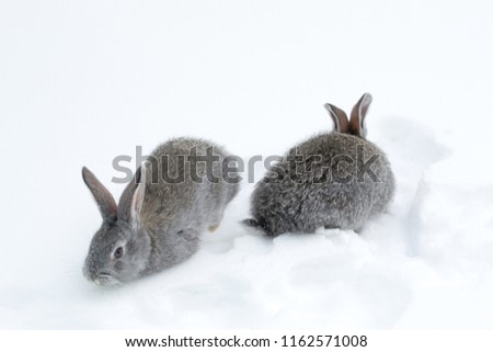 Gray fluffy rabbits on white winter snow