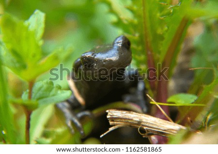 Alpine Salamander in Green Area 
