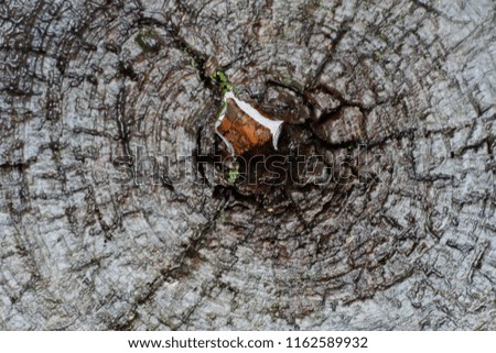 old wood texture background and wood patterns
