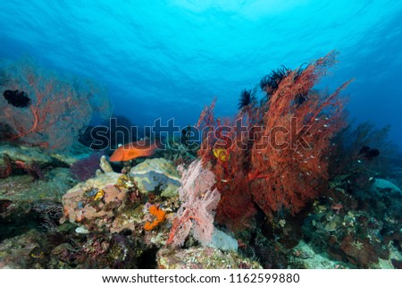 sea fan on the slope of a coral reef with visible water surface and fish