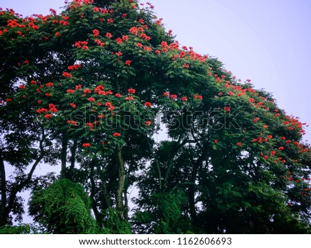 African Tulip Tree Or Flame Of The Forest At Batunya Village, Tabanan, Bali, Indonesia