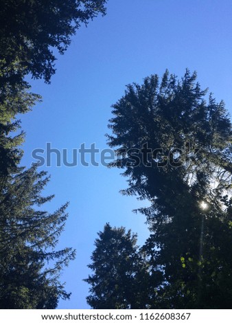 Big green pine trees against blue sky at sunny day