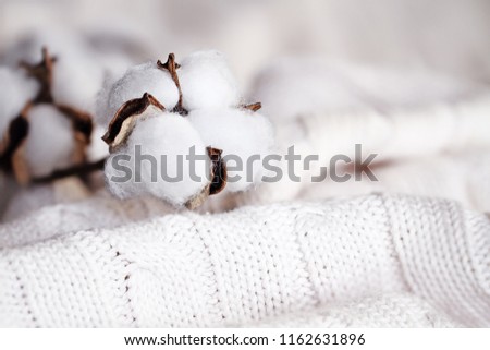 Cotton flowers lying on top of a knitted blanket. Extreme shallow depth of field with selective focus on boll.  