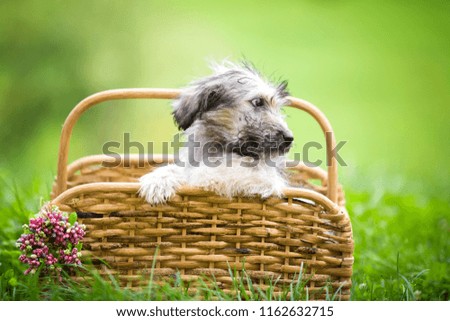 Adorable fluffy puppy in basket