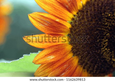 Stunning Sunflower Flower