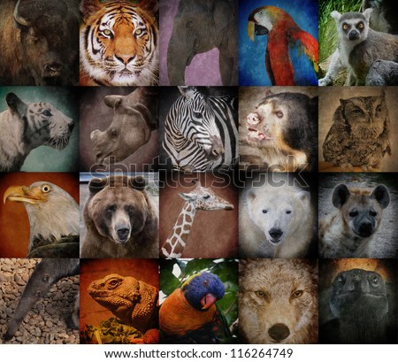 A group of different wild animal faces in a square background. The creatures range from a tiger, elephant, giraffe, buffalo to birds, lizards and polar bears. Use it for a conservation or zoo concept. Royalty-Free Stock Photo #116264749