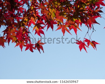 Background between red maple leaves and blue sky. 
