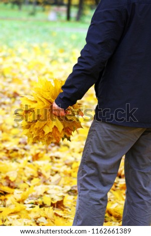 Autumn walks. Part of the image of a man in the Park among the fallen yellow leaves. In the hands of a man bouquet of yellow maple leaves.
