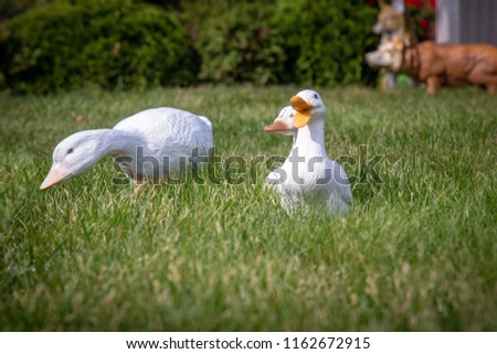 artificial ducks in the garden, plaster figurine