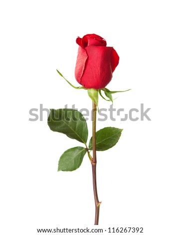 Red rose isolated on white. Royalty-Free Stock Photo #116267392
