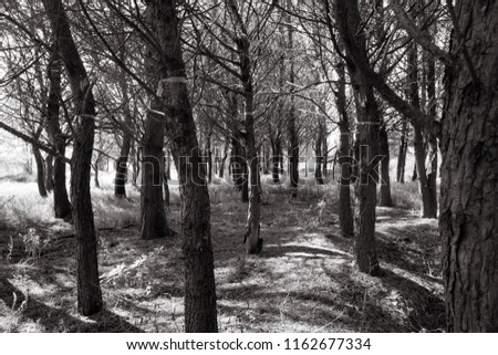 old and mysterious photo of landscape of the woods