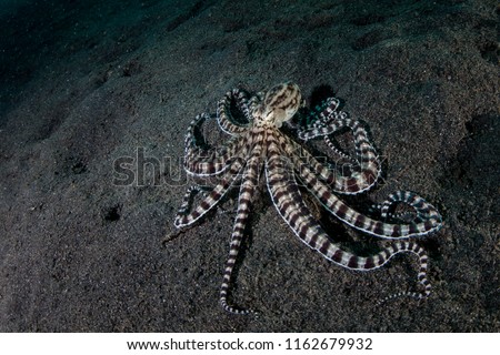 A Mimic octopus, Thaumoctopus mimicus, crawls across the black sand seafloor of Lembeh Strait, Indonesia. This rare cephalopod can mimic the behavior and shape of other marine creatures. Royalty-Free Stock Photo #1162679932