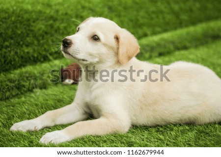 Portrait of Happy brown cute Labrador Retriever puppy with foliage bokeh background. Head shot of smile dog with colorful spring leaf