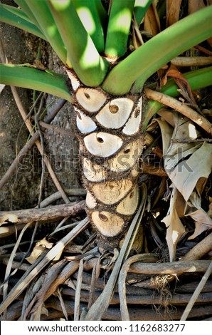 The stem of the plant Philodendron bipinnatifidum