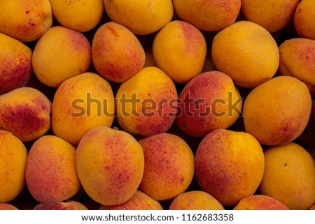 Lots of colorful tasty apricots lying under the sunlight on a warm summer day. A close up photo of fresh healthy fruits.