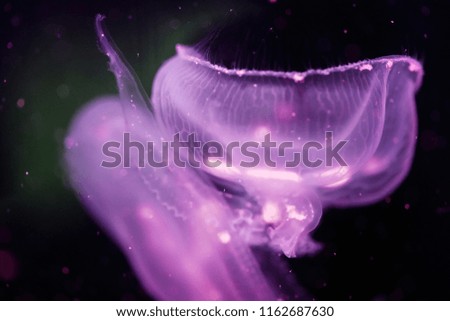 Close-up picture of beautiful jellyfish floating in ocean