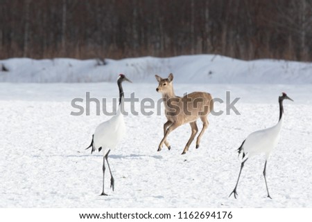 Ezo deer that broke in order to intercept the caterpillar food of the wintering area of Hokkaido