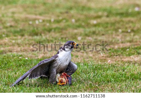 A hybrid falcon on the grass with it's prey (peregrine & Lanner) Perilanner