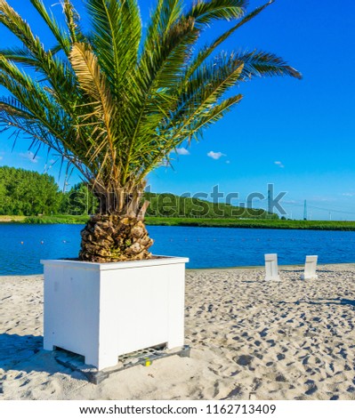palm tree in a planter at a beach resort water landscape