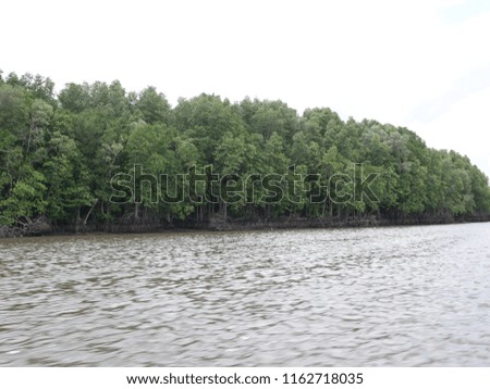 The mangrove tree by shore of Chanta Buri Sea ,Thailand.