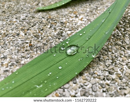 The dew on Pandan leaf