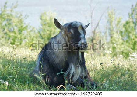 Black and white male goat laying in the grass; river and green plants in background. 