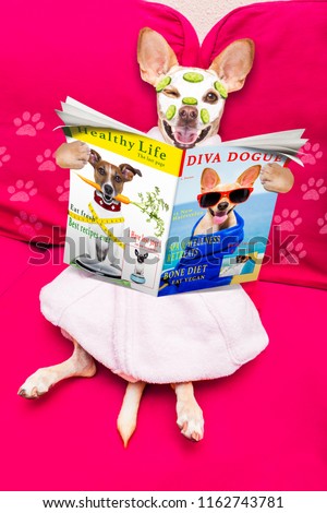 chihuahua  dog relaxing  with beauty mask in  spa wellness center , moisturizing cream mask and cucumber, wearing a fancy bathrobe reading a magazine or newspaper