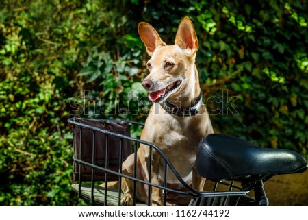 chihuahua dog sticking out the tongue on a bike trailer on summer vacation , with owner ready for fun and play