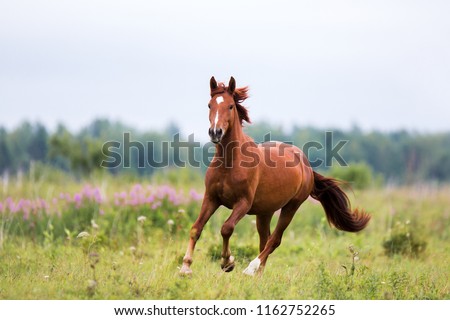 chestnut horse runs gallop on a spring, summer field Royalty-Free Stock Photo #1162752265