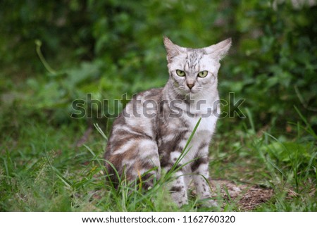 Cat strolling in the forest