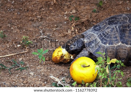 turtle eating Apple, close-up