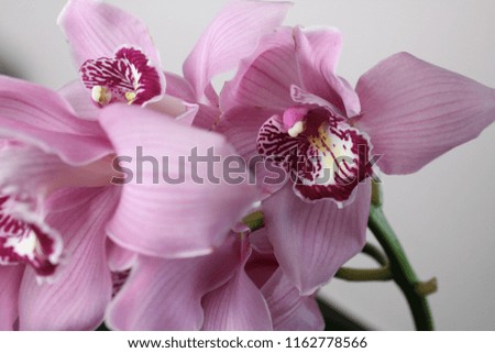 Beautiful purple pink orchid flowers against grey background