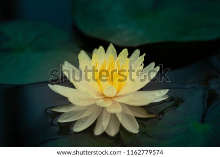 beautiful and sweet bright yellow of lotus flower or waterlily in the pond