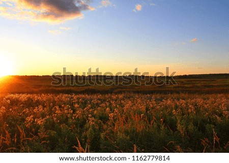 Wild plants, in the rays of the setting sun, on a warm summer evening. Excellent illustration on the subject of wildlife.