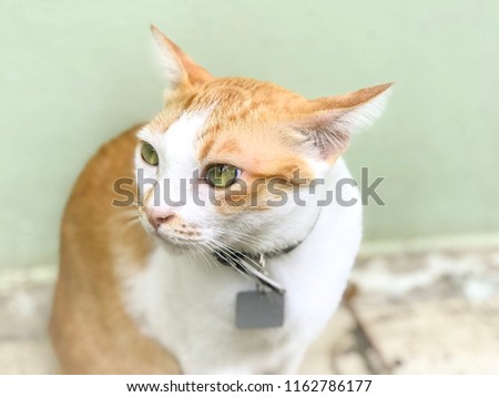 A cat in Thailand. Cat on green background. Cute cat whit yellow eyes. Animals with discretion.