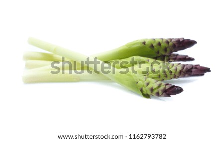 Purple siam tulip flowers isolated on white background