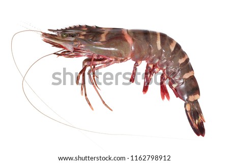 Black tiger shrimp/fresh prawn isolate on white background Royalty-Free Stock Photo #1162798912