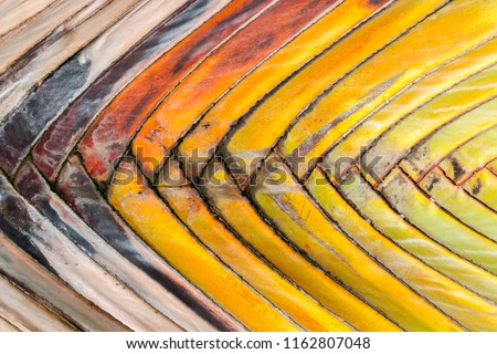 The texture and detail of the palm tree. The stack of branches for the background.
