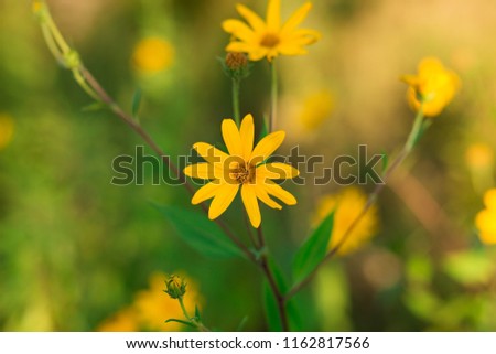Jerusalem artichoke Flower, beautiul yellow flowers with blurred background