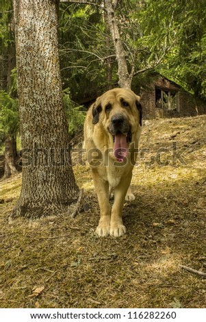 Mastin Leones, breed of dog of Leon, Spain