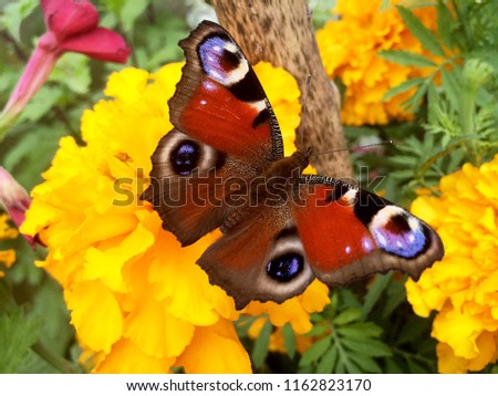 European peacock butterfly in the wild