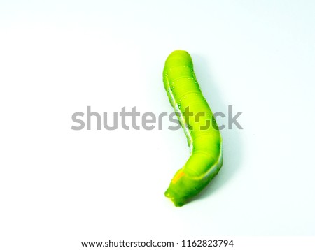 Green Caterpillar in close up isolated on white background.