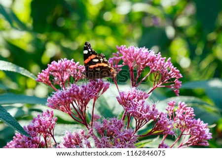  Eupatorium purpureum in garden. Butterfly on purple flowers of Eupatorium.