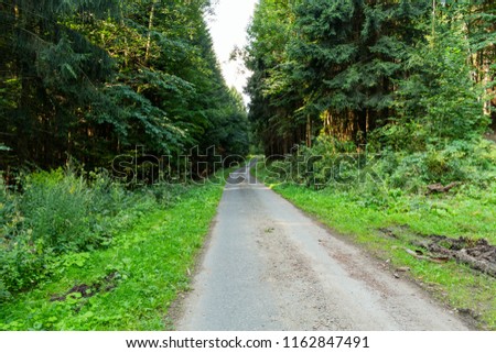 Cycling in Nature Forest on a rainy day. Road in Forest nature. Green forest road. Nature. Road. Natural environment. Forest nature. 