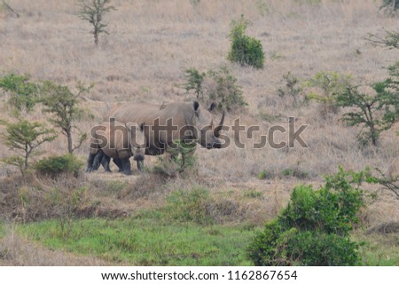 Rhino and baby rhino in Nairobi National Park, Kenya